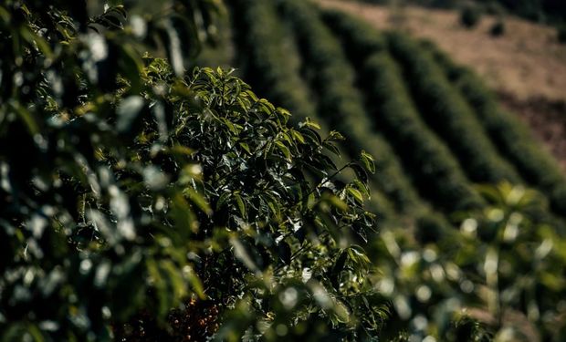 Café que captura carbono: cooperativa abre caminho para nova renda no campo
