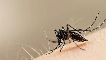 Circula una nueva variante del dengue y aseguran que hay más probabilidad de cuadros severos