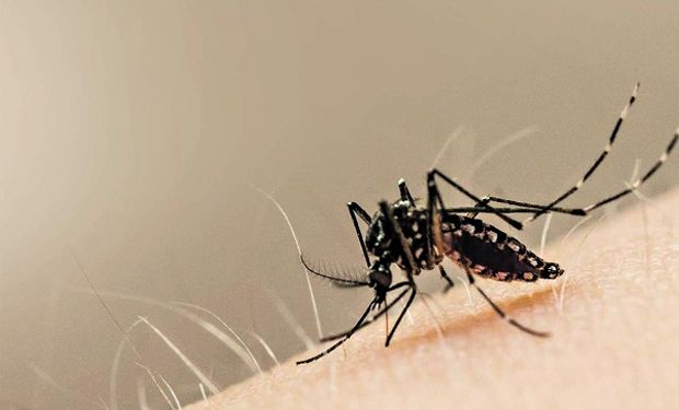 Circula una nueva variante del dengue y aseguran que hay más probabilidad de cuadros severos