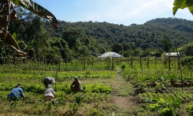 O estado com maior concentração é o Amazonas, que possui uma área de mais de 13 milhões de hectares. (Foto - Tomaz Silva/Ag. Brasil)