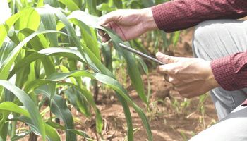 En ocho gráficos, cuál es la condición de la soja y el maíz en Argentina