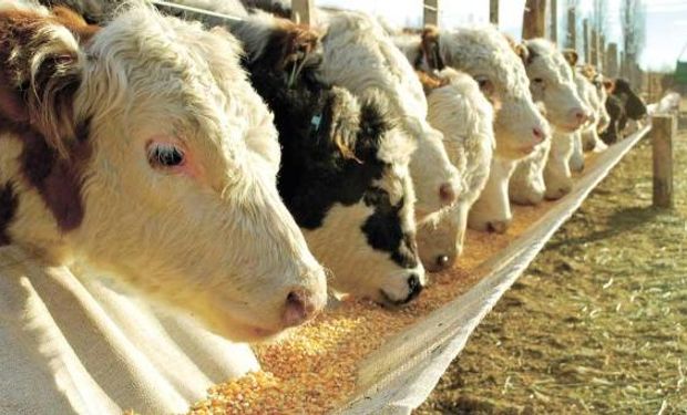 Feedlots comienzan a vaciarse y habrá menos carne