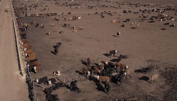 Feedlots: cayó 3 puntos la ocupación de los corrales y es la más baja en 4 años