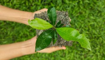 Como a ONU apoia os Objetivos de Desenvolvimento Sustentável no agronegócio brasileiro