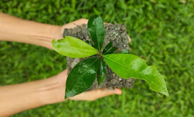 Como a ONU apoia os Objetivos de Desenvolvimento Sustentável no agronegócio brasileiro