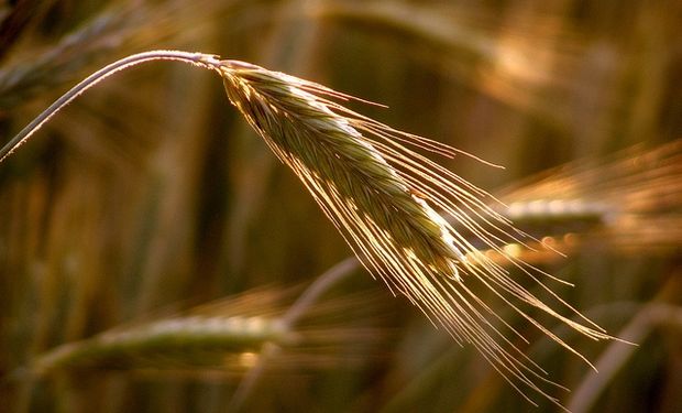 Advierten sobre una importante oferta de trigo en Sudamérica 