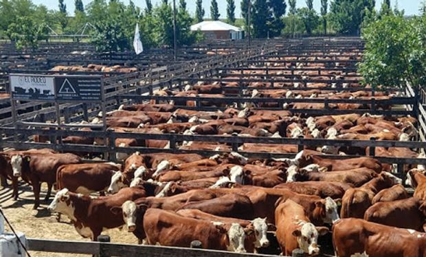 Oferta y demanda de carne bovina, aviar y porcina: qué provincia produce 776 kilos por habitante
