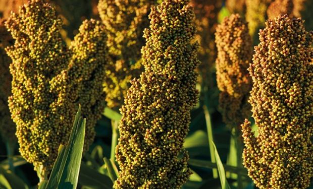 Genética y tecnología: cómo combatir el pulgón amarillo en sorgo