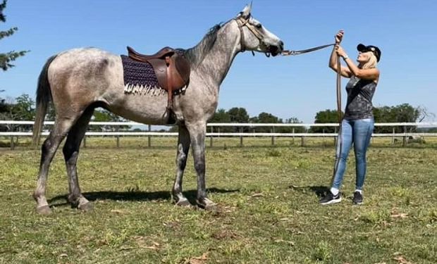 Era profesora de gimnasia y ahora lidera un haras de caballos árabes: "Se requiere paciencia y una doma racional"