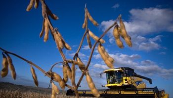 La suba de casos de Covid en China y la persistente sequía en Argentina: los factores que condicionan al precio de la soja