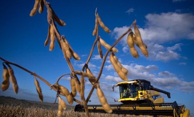 La suba de casos de Covid en China y la persistente sequía en Argentina: los factores que condicionan al precio de la soja