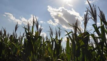 La ola de calor en Europa deja fuertes subas para maíz y trigo: la soja se sumó a la tendencia alcista