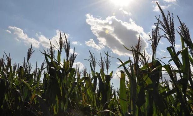 La ola de calor en Europa deja fuertes subas para maíz y trigo: la soja se sumó a la tendencia alcista