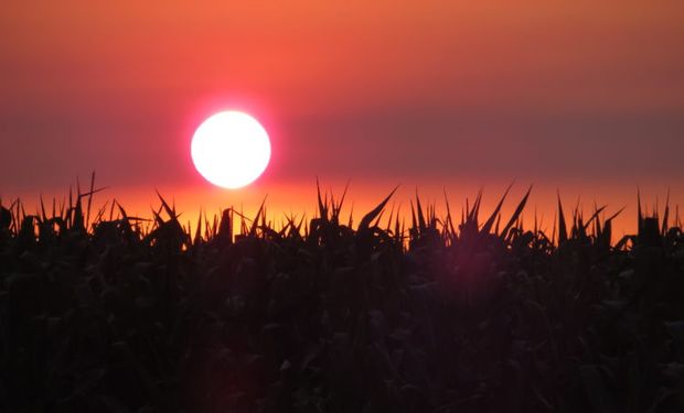 Ola de calor: con posibles daños irreversibles, cómo impacta sobre el maíz