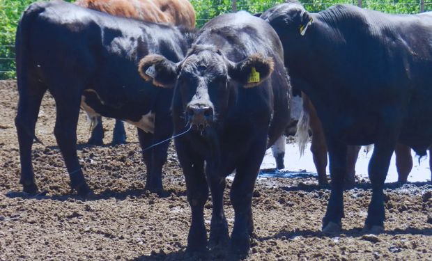 Estrés térmico en bovinos: las siete recomendaciones para que el ganado pase la ola de calor