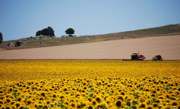¿Vale la pena invertir en el agro? Aseguran que "el futuro parece una vez más bendecir a Argentina”
