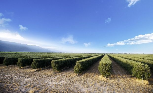 Los envíos argentinos al exterior de aceite de oliva aumentaron un 193 por ciento entre enero y octubre de 2017