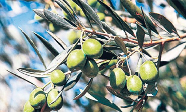 Europa se preocupa por escasez de aceite de oliva