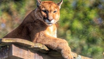 Ataques de onças-pardas levam aposentado a abandonar criação de galinhas em SP