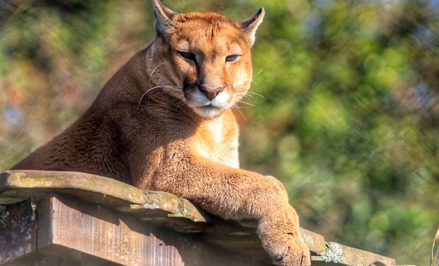 Onça-parda em imagem ilustrativa; espécie é comum em áreas de mata no interior do Brasil. (Foto: Alessandro Vieira/SEDEST)