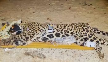 Força-tarefa captura onça-pintada que matou caseiro no Pantanal 