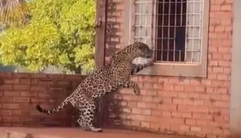 Onça-pintada tenta entrar em casa em fazenda e assusta moradores no Tocantins
