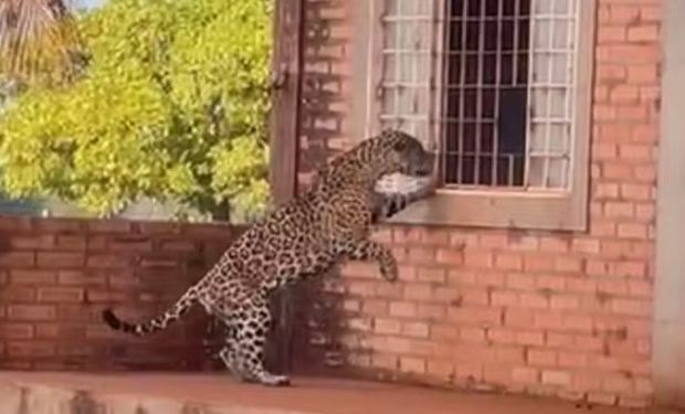 Onça-pintada tenta entrar em casa em fazenda e assusta moradores no Tocantins