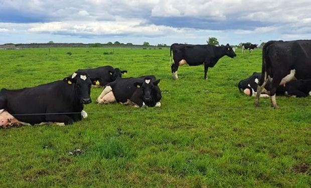 El campo irlandés: un caso de éxito que dio origen a una de las lecherías más competitivas del mundo