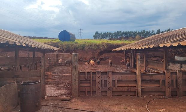 Também foram encontrados equipamentos rústicos para realizar abate dos animais, equipamentos precários para escaldagem e câmara fria para armazenamento