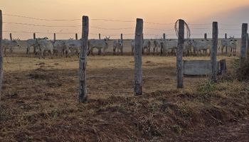 Operação no MT impede entrada clandestina de gado vindo da Bolívia; animais foram abatidos