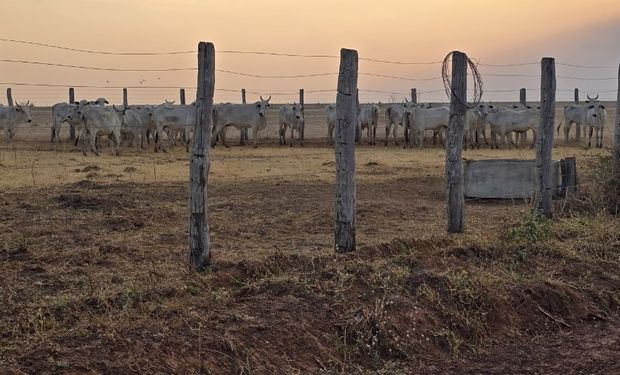 Operação no MT impede entrada clandestina de gado vindo da Bolívia; animais foram abatidos