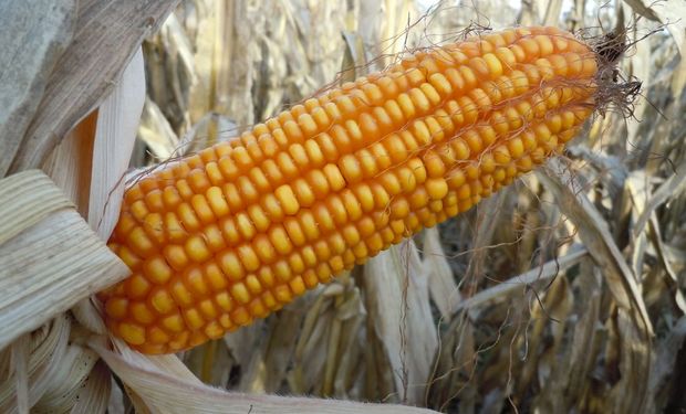 Fondos realizan apuestas alcistas en maíz