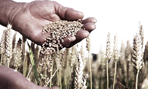 La molinería brasileña es el comprador natural de nuestro trigo.