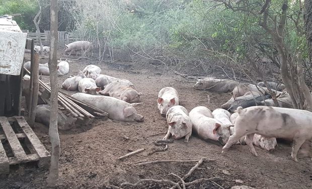 Clausuran un establecimiento y una carnicería por alimentar cerdos con restos de animales muertos