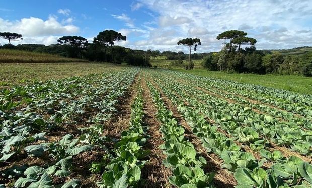 Agricultores têm percebido a importância de conciliar a produção agrícola com a preservação do meio ambiente.