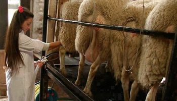  Desarrollan leche más nutritiva para los seres humanos