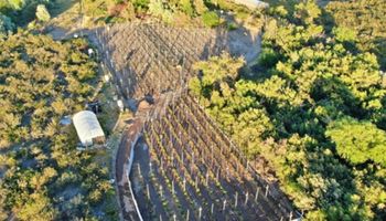 Sobrevolaron una chacra con un drone y les dispararon: la banda narco que cayó en Río Negro