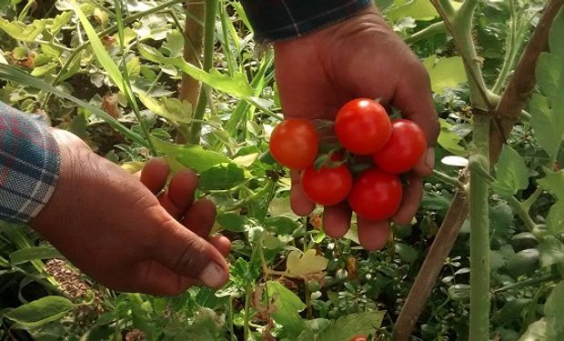 "Es una producción que se destaca por generar valor agregado”, resumió Sarquís