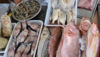 Governo cria nova regra para comprovar origem do pescado
