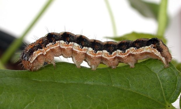 Este nuevo método permitirá que la diferenciación entre las especies nativas de este género presentes en Sudamérica, sea rápida y precisa.