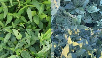 ¿Cómo evitar que las orugas se coman la soja? La solución que se destaca en el campo
