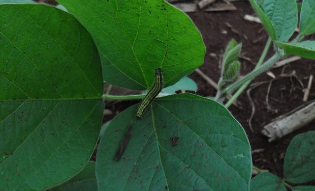 Recomiendan la rotación con insecticidas para un manejo racional