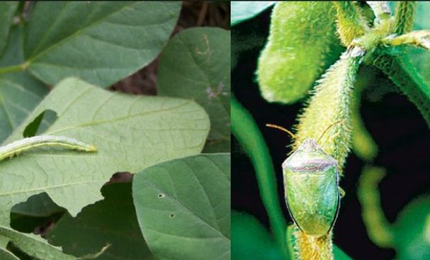 Presencia anticipada de plagas como las pertenecientes al complejo de Chinches y Orugas de Lepidópteros.