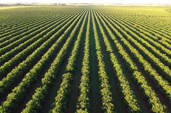 Vista aérea de pomar de laranja em Mato Grosso do Sul, considerado nova fronteira de expansão da citricultura brasileira.