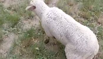 Encefalomielitis equina: confirman el primer contagio en una oveja