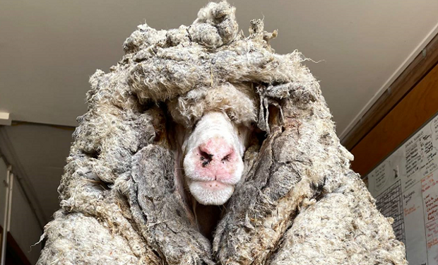 Esquilaron a una oveja con 35 kilos de lana, pero no alcanzó para batir el récord mundial