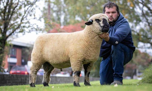 Cuánto se pagó por la oveja récord que marcó un hito para la ganadería ovina: se viene el Mundial de la raza en la Argentina