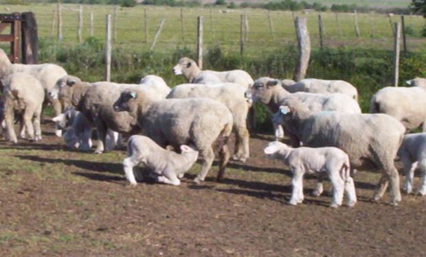 Ganadería ovina en el Delta Entrerriano