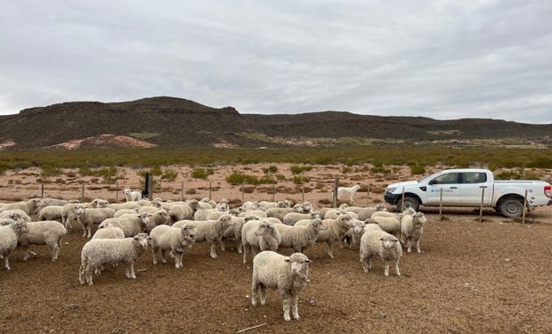 Caminos rurales y stock ovino: la Sociedad Rural expresó su preocupación por la situación en la Patagonia