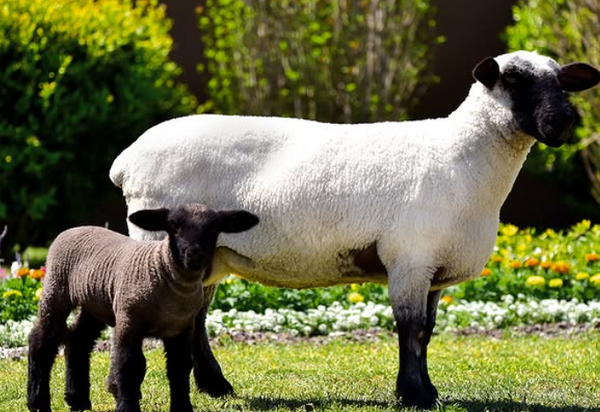 ganaderia ovina